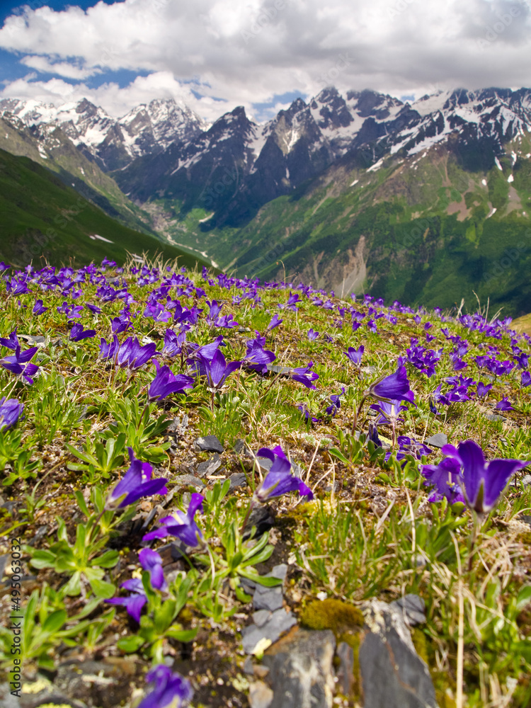 blue and lilac flowers (crocuses), against the backdrop of Georgian mountains and a cloudy sky. Svaneti. Georgia