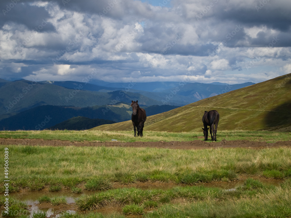 Horses walk along the mountain slope against the backdrop of a cloudy sky and mountains