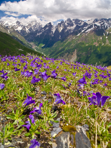 blue and lilac flowers (crocuses), against the backdrop of Georgian mountains and a cloudy sky. Svaneti. Georgia