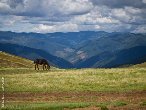 Horses walk along the mountain slope against the backdrop of a cloudy sky and mountains