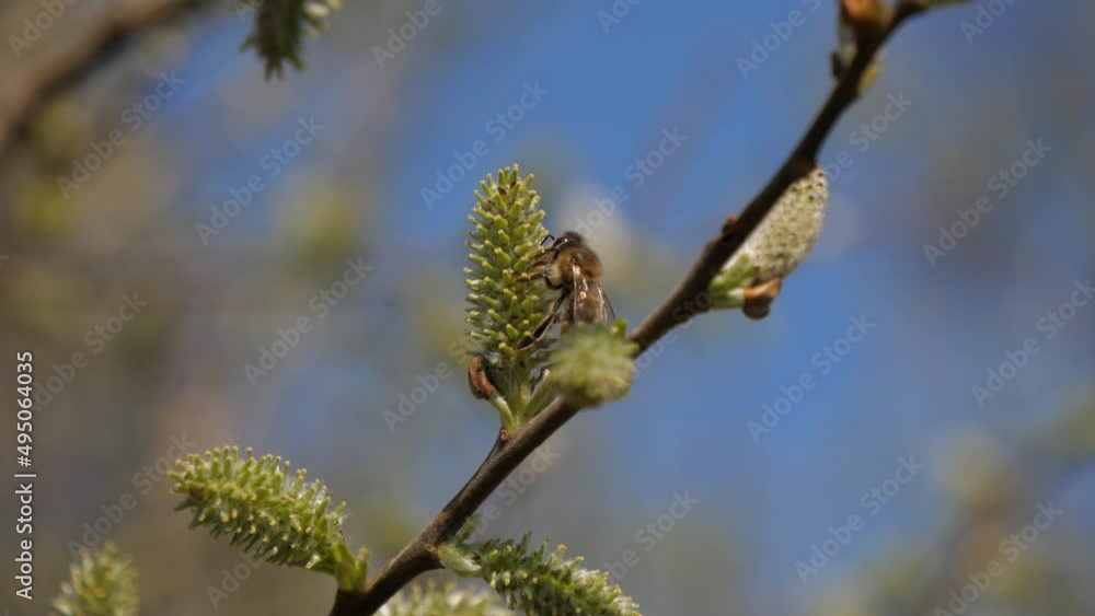 Nahaufnahme von Weidenblüten mit Biene, Weidengewächs, Insektenweide im Frühjahr Nahaufnahme von Weidenblüten mit Biene, Weidengewächs, Insektenweide im Frühjahr