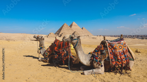 Amazing View to the One of the Wonders of the Ancient World - Great Pyramids of Giza with Camels and Bedouins  Egypt