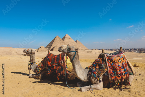Amazing View to the One of the Wonders of the Ancient World - Great Pyramids of Giza with Camels and Bedouins  Egypt