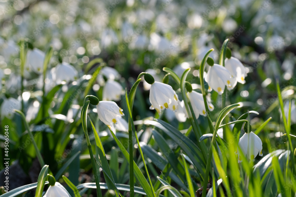 Obraz premium Spring Flowers