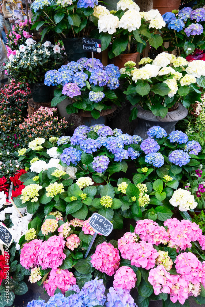 Paris flower market