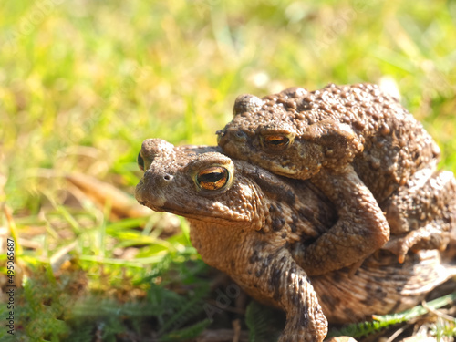 Mating couple of European common toads - frog woman carries man on her back