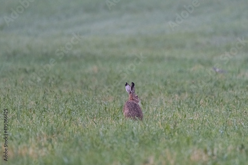 Hares on a green meadow. The symbol of the upcoming Easter holidays. Wild animals in nature, spring landscape. © PhotoRK