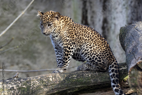 An overgrown young Sri Lanka Leopard, Panthera pardus kotiya, sits on a branch.