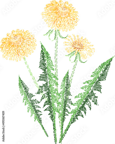 Embroidered Dandelion Flower Colored Illustration