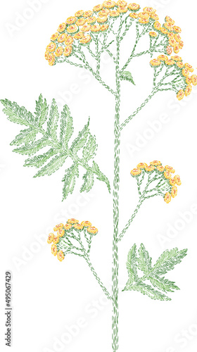 Embroidered Tansy Flower Colored Illustration