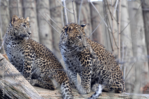 Two grown-up cubs Sri Lanka Leopard, Panthera pardus kotiya, photo