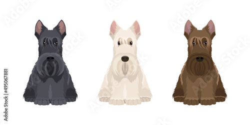Vector hand drawn illustrations of  three sitting Scottish Terriers in three different colors isolated on white background photo