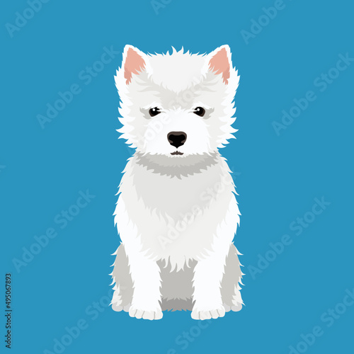 Vector hand drawn illustration of sitting  West Highland White Terrier isolated on blue background  © Julia Belkina