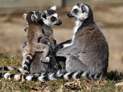 Happy family Ring-tailed Lemur, Lemur catta, with cub, © vladislav333222