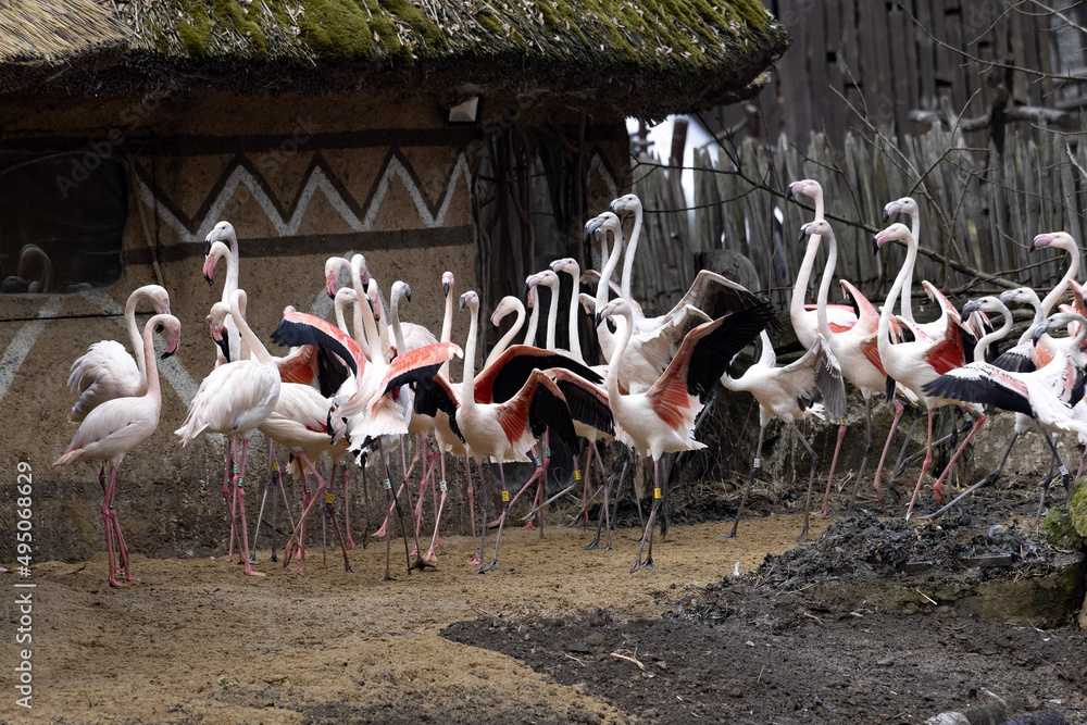 Naklejka premium The Rosy Flamingo group, Phoenicopterus roseus, spread red wings during spring courtship
