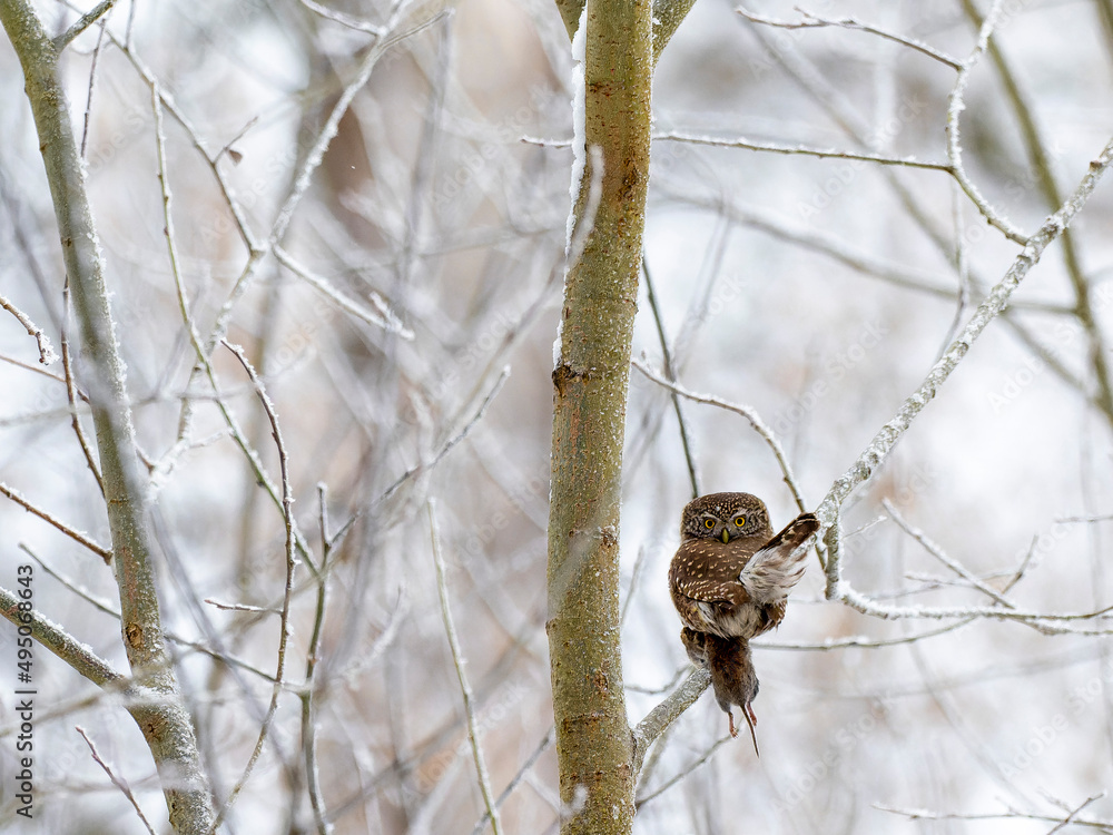 Pygmy owl with vole