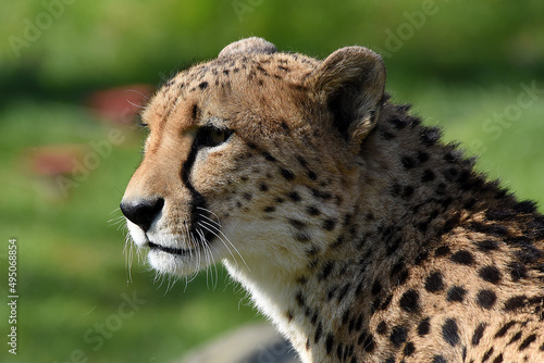 Nahaufnahme eines Gepard
