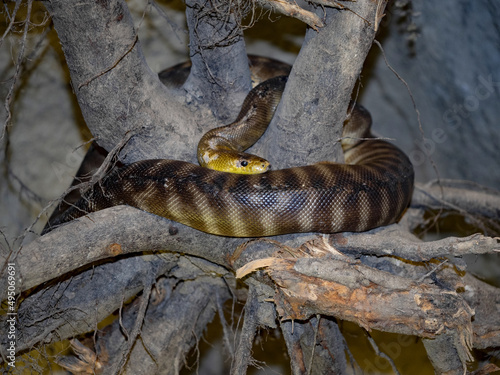 Ramsay's python, Aspidites ramsayi, is wrapped around a trunk. photo