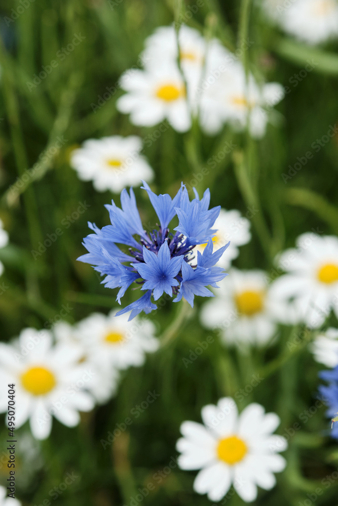 Blooming field chamomile with blue cornflowers and red poppies Blooming field chamomile with blue cornflowers and red poppies