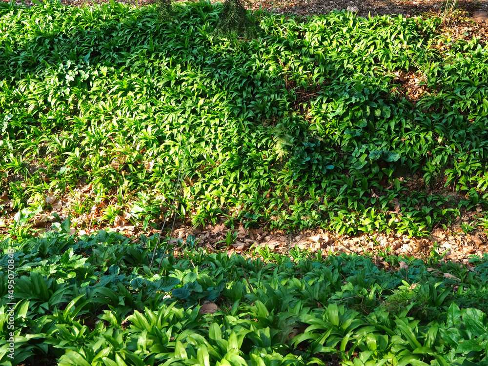 Wild garlic plants allium Ursinum in a forest