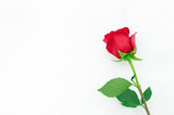 Red rose on a white background. Place for text, copyspace.