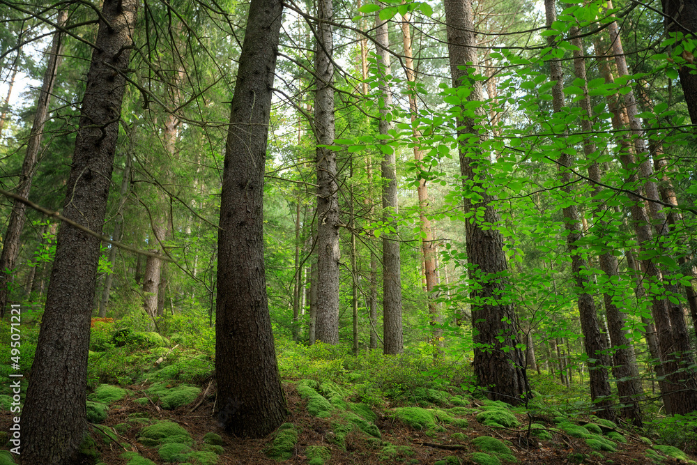 Fototapeta premium Summer forest in the Carpathians, on a mountain slope