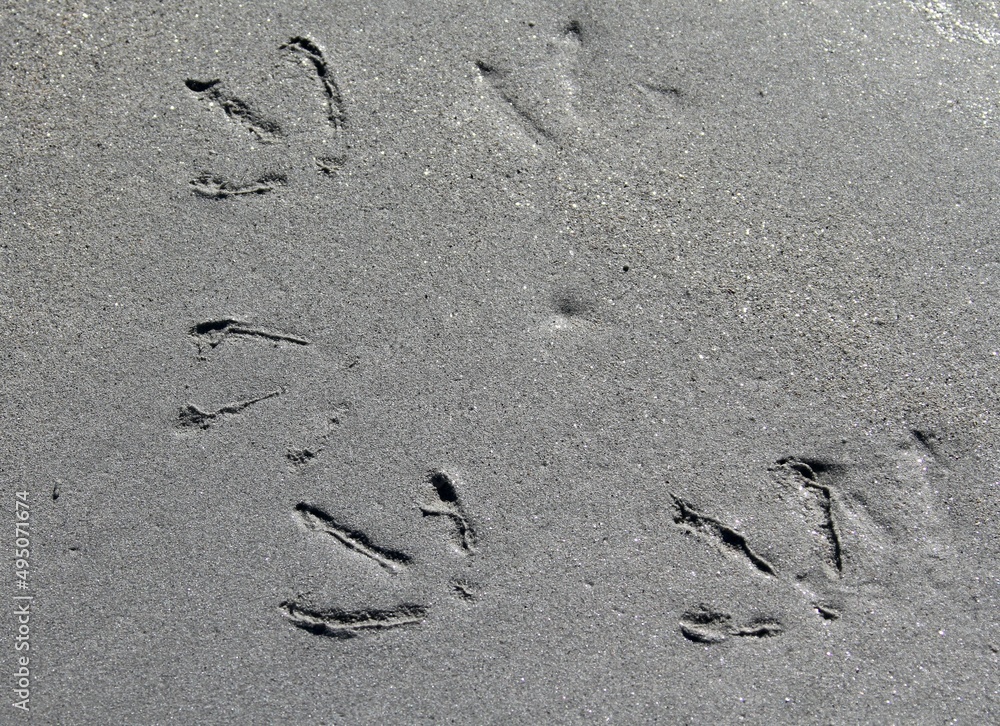 traces de pattes d'oiseaux sur le sable de la plage à marée basse traces de pattes d'oiseaux sur le sable de la plage à marée basse