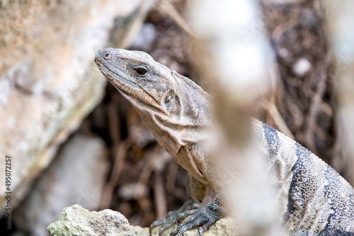 Close up portrait of a wild Lizard. © Alexey Oblov
