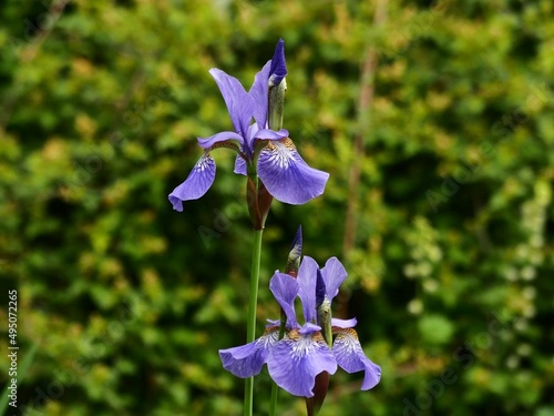 Bright blue bloom of an iris plant, in the blurred background is are green leaves. The Irises form a genus of plants in the subfamily Iridoideae photo