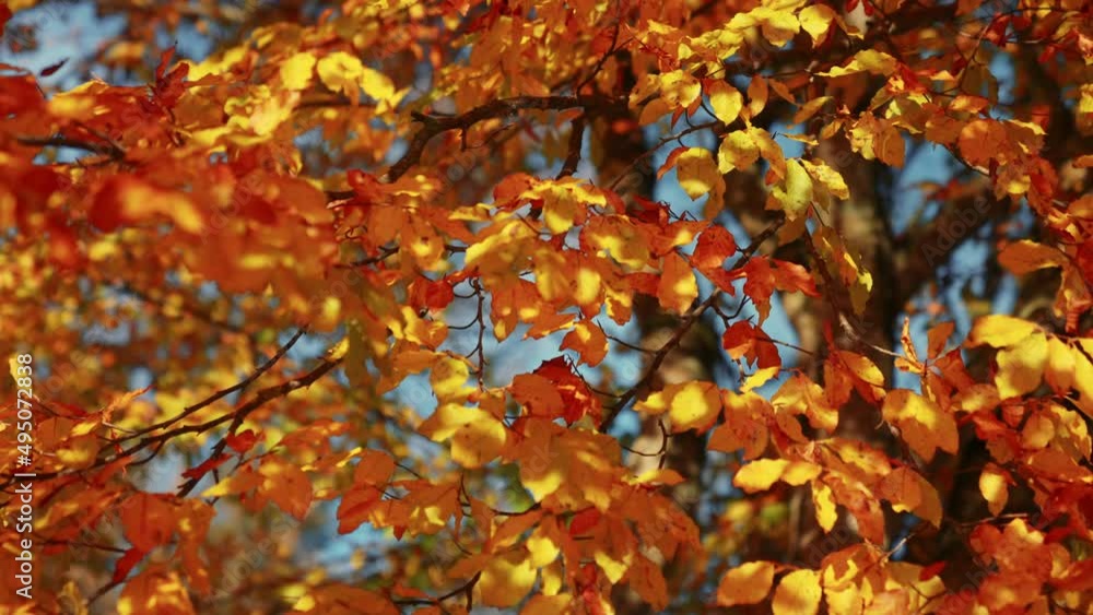 Golden Sunlit Leaves By Klammsee Reservoir In Autumn Golden Sunlit Leaves By Klammsee Reservoir In Autumn