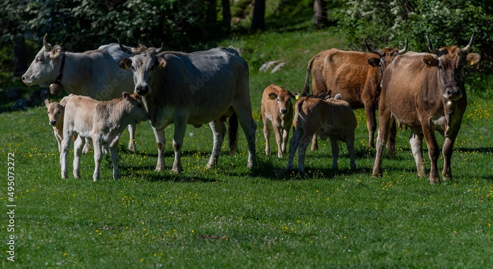 Mucche con vitelli