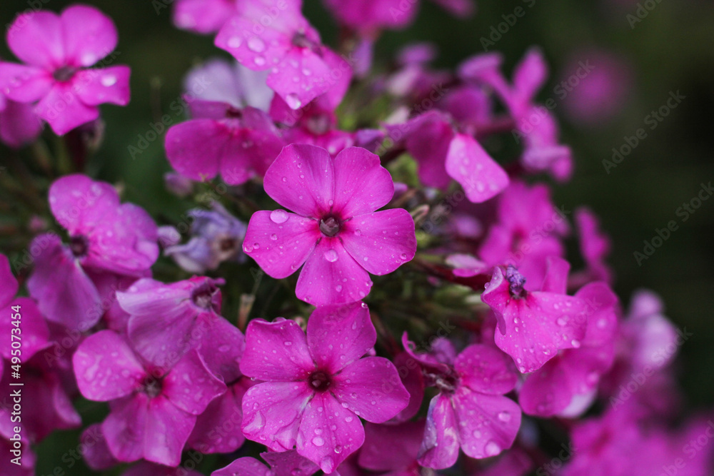Obraz premium Pretty little pink flowers in the forest.