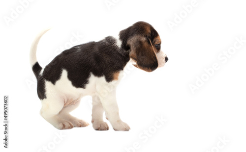 Dog puppy isolated on white background.