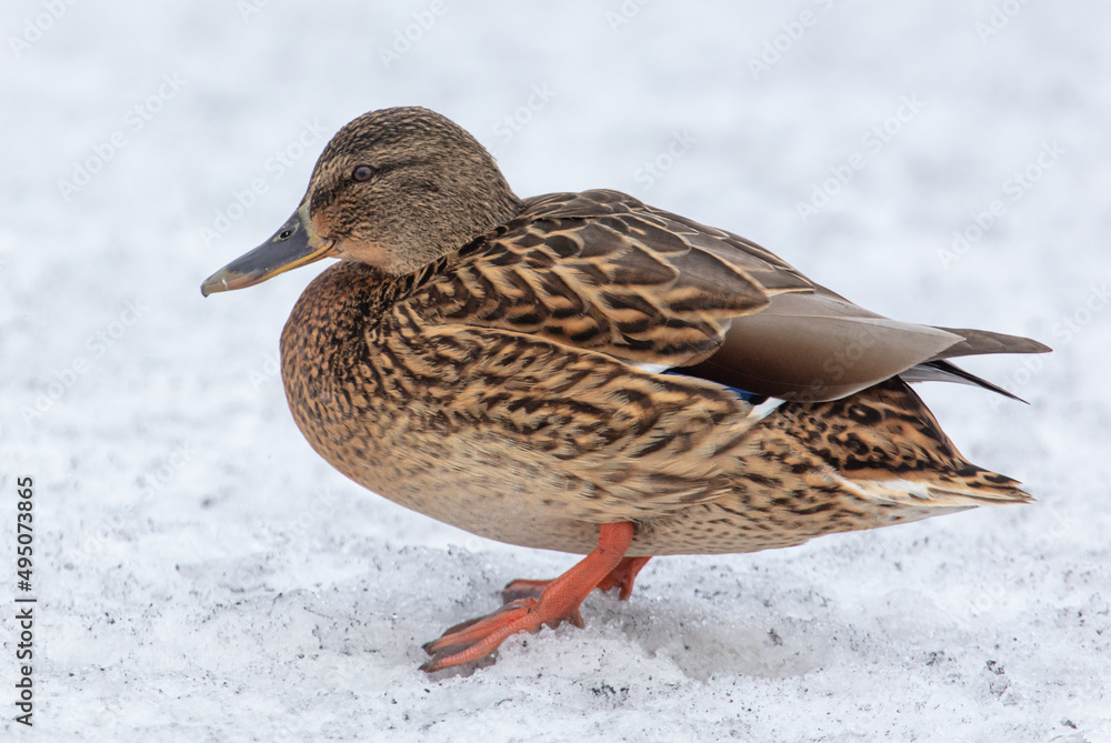 Portrait of a duck in the snow