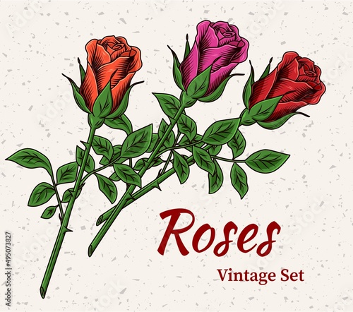 Vintage blooming red, magenta, orange roses with stem on textured backgorund. Engraving style. Pre made greeting card. Isolated vector illustration