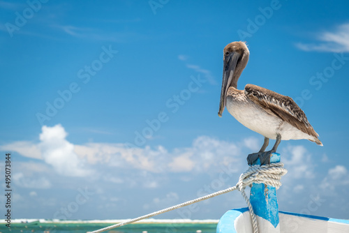 Pelican sitting on a boat. Pelican close-up against the blue sky in Playa Akumal, Mexico Yucatan photo