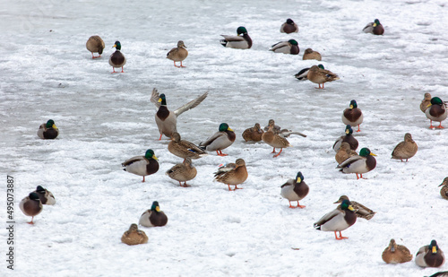 A flock of ducks on a frozen lake