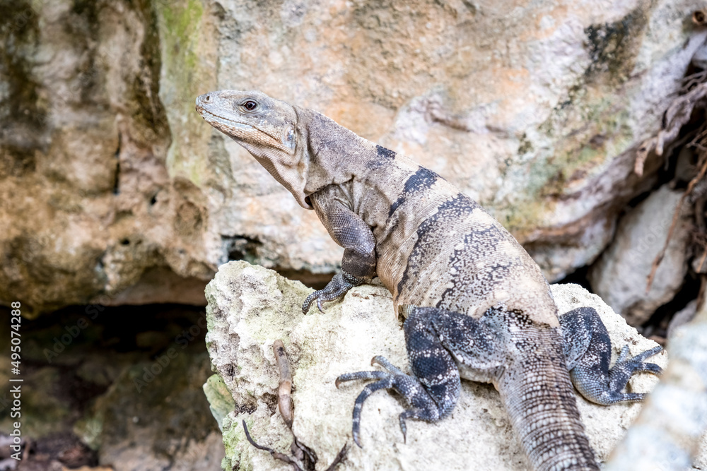 Close up portrait of a wild Lizard. Close up portrait of a wild Lizard.