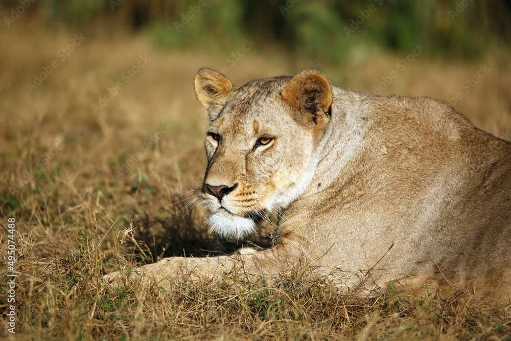 Fototapeta premium Close-up of a Lioness Resting in Grass. Amboseli, Kenya