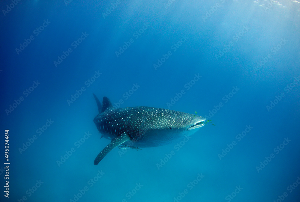 Fototapeta premium Whale Shark (Rhincodon typus) in the Blue, with Sunrays Running down from the Surface. Mafia Island, Tanzania