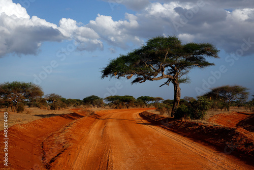 Red Dirt Road in Tsavo East National Park  Kenya