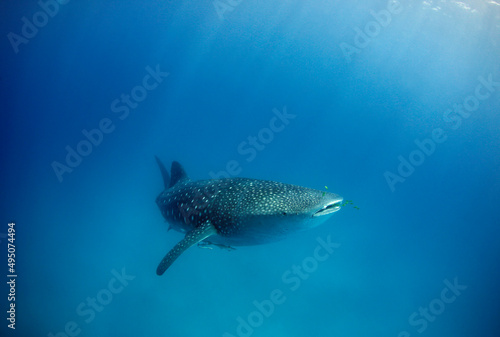 Whale Shark (Rhincodon typus) in the Blue, with Sunrays Running down from the Surface. Mafia Island, Tanzania