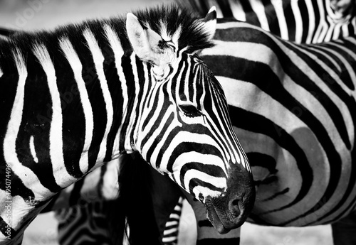 Zebra   s Head in Profile  in Front of Other Zebras. Black and White Photo. Amboseli  Kenya