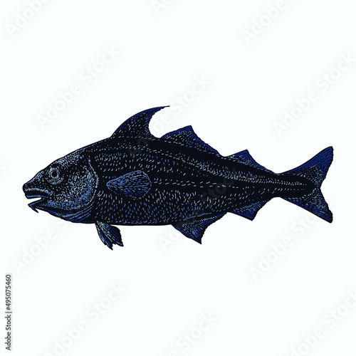colored haddock fish illustration. object isolated on background. easy editable.