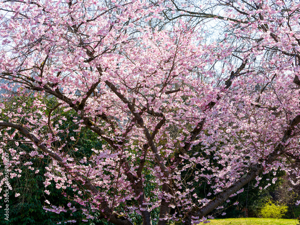 Prunus dulcis ou amygdalus | Amandier au port arrondi, tronc et branches noueuses, écorce lisse, brun noir à floraison rose spectaculaire et précoce le long de rameaux nus brun rougeâtre Prunus dulcis ou amygdalus | Amandier au port arrondi, tronc et branches noueuses, écorce lisse, brun noir à floraison rose spectaculaire et précoce le long de rameaux nus brun rougeâtre