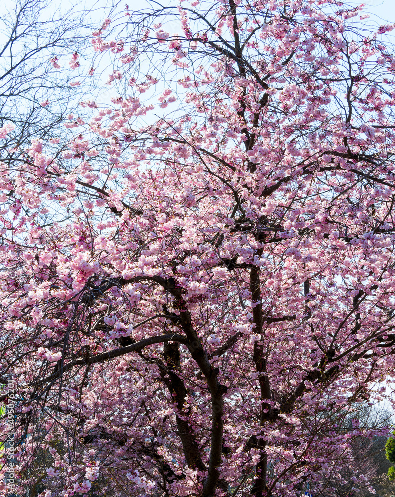 Prunus dulcis ou amygdalus |  Amandier en fleurs ou l'arbre de la virginité à magnifique floraison précoce rose pâle avant les feuilles en fin d'hiver