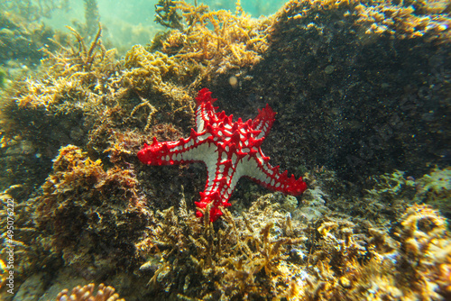 Sun shines on african Red-knobbed Starfish Protoreaster linckii in shallow sea - Anakao, Madagascar photo