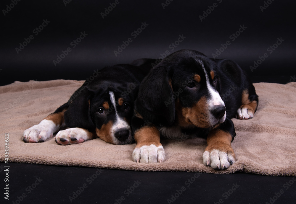 two puppies on a brown blanket. large swiss mountain dog on a black background