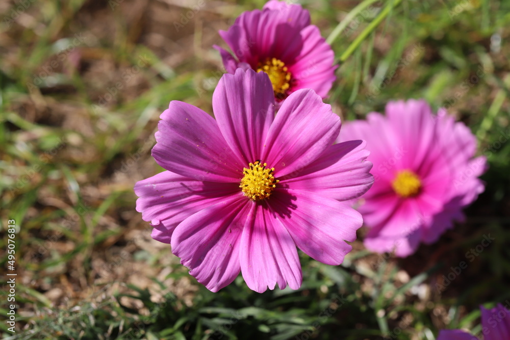 秋の日本の野原に咲くピンク色のコスモスの花 秋の日本の野原に咲くピンク色のコスモスの花