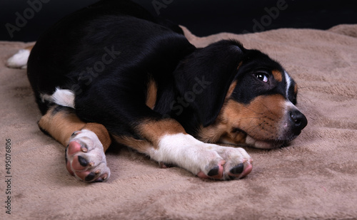 a black dog is lying on a brown blanket. a puppy of a large Swiss mountain dog © наталья лымаренко